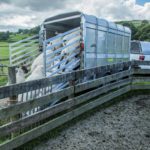 Ifor Williams TA510 laden schafe