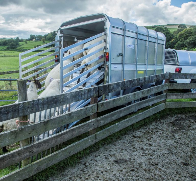 Ifor Williams TA510 laden schafe