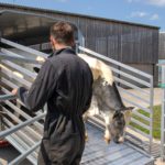 Ifor Williams DP120 Rampengatter