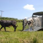 Ifor Williams DP120 Rinder abladen